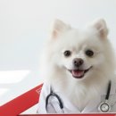 도그도마 이미지