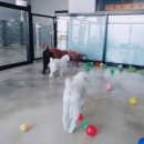 애견보육센터 하늘개린이집 이미지