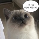냐냐케이크