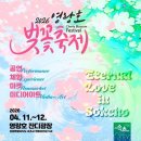 (주)신세계푸드 영랑호리조트 | 속초 영랑호 자전거 라이딩 코스 벚꽃 축제와 대여 정보까지