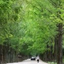 여기,초록 이미지