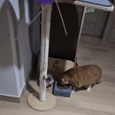 다나동물의료센터 | 고양이 신부전 3일의 기록 응급상황 호흡곤란 과호흡 입원 #다나동물의료센터 #24시마이동물의료센터