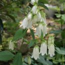 산과 들의 약용식물 이미지