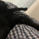 몽글그루밍 이미지