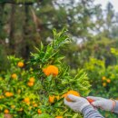 동산농장(2) 이미지