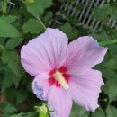 극단 무궁화 | 삼일절에 상처난 무궁화를 바라봅니다