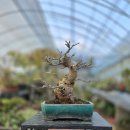 일세뽕나무 이미지