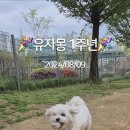 유자몽 이미지