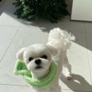 퍼피포피 이미지