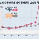 알고 먹으면 더 건강해지는 돼지고기의 비밀 이미지