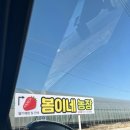 곡강농장 | 포항여행 포항데이트 딸기따기체험 후기