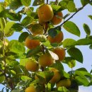 현화농장 이미지