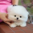 강아지고양이 미유펫 청주점 | 청주강아지분양 미유펫 중요했던 것