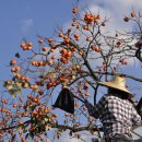 푸른나무 이미지