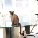 소니아디자인
