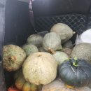 10월12일 단호박 수확 이미지