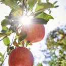 월악로농장 이미지