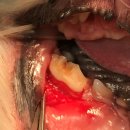 코끼리동물병원 이미지