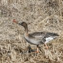 오리사냥 이미지