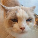 동물병원 Dr.정 이미지