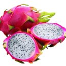 용과(Dragon fruit)는 중앙아메리카 코스타리카, 콰테말라~콜롬비아가 원산지인 선인장과 식물로 화미농원에서 직접 발아해서 키움 키움 이미지