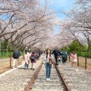 중원동로 | 2026 진해군항제 벚꽃 개화 상황 (3월 29일)｜당일치기 후기