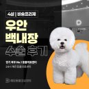 민락동물병원 | 의정부동물병원, 4살 비숑프리제 우안 백내장 수술 후기