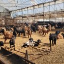 남원흑염소농장 2농장 이미지