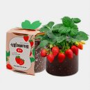 좋은씨앗어린이집 | 식목일 어린이집 행사용 씨앗 키우기 세트 추천 및 준비 꿀팁