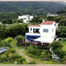 내 강아지 이미지