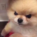 테리야끼 이미지