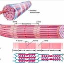 스포츠지도사 2급 - 운동생리학 이미지