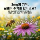 이엠씨리드앤톡영어독서&수학학원 | [성북리드앤톡 시사영어] 1mg의 기적, 꿀벌이 수학을 한다고요? (feat. Popular Science) 마스터vol1-5