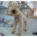 코코네 강아지 미용실 네이버블로그