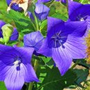 금성 담쟁이 이미지