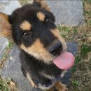 경기켄넬 이미지