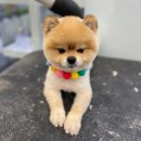 펫마트 강아지 논산점 이미지