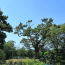 행곡2리(처진소나무옆) 이미지