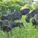 천국염소 이미지