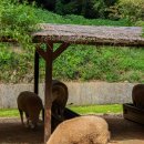 늘솔길근린공원양떼목장 | 서울 근교 무료 양떼목장, 인천 늘솔길근린공원(주차장, 남동둘레길, 미세먼지차단숲)