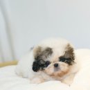 유어펫 강아지분양 고양이분양 본점 이미지