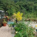 야생화 민박 이미지