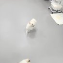 멍케어존 이미지