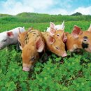 신옥산농장 이미지