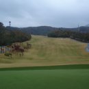 코스카cc 이미지