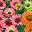 자연과식물원예연구소 이미지