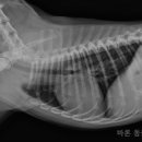 바론켄넬 이미지