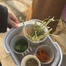 앞뜰농장 | 주말 가평 베고니아새정원 다녀온 후기 | 나들이로 가볼만한 곳