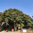 인성리-2 이미지