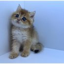 도그플레이스 이미지